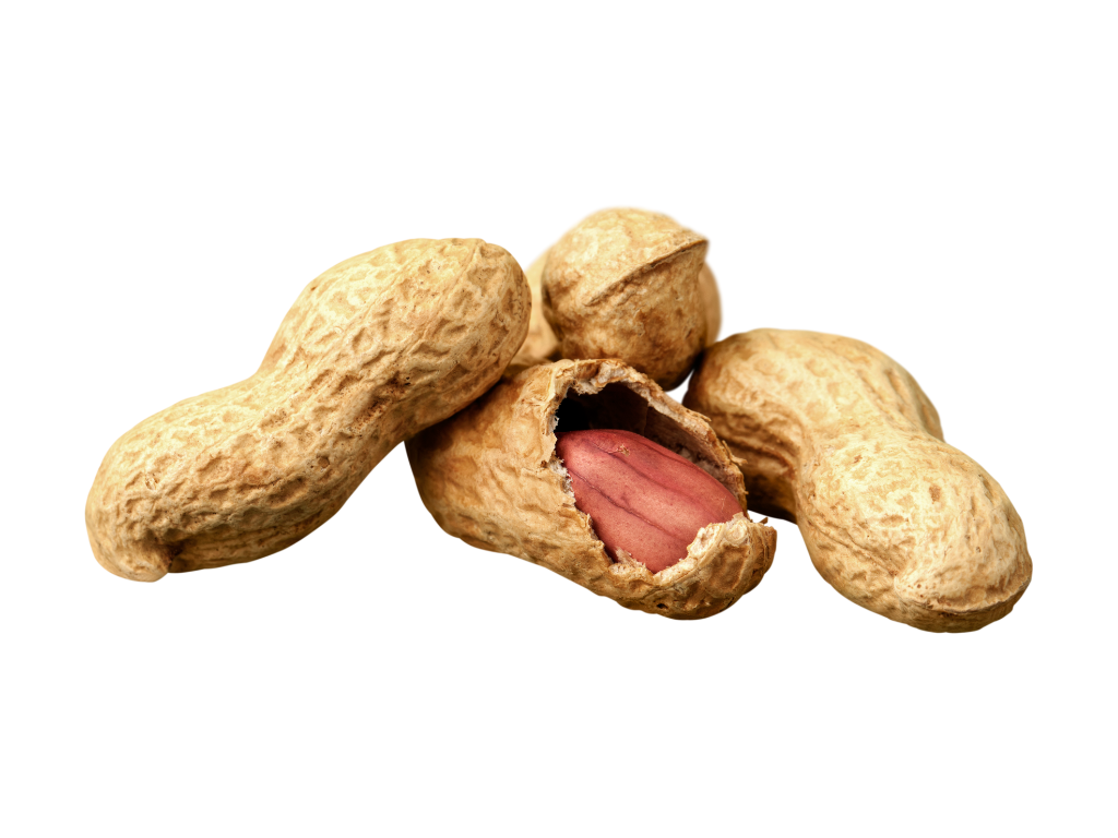 [1010405] PEANUTS INSHELL ROASTED 150GR